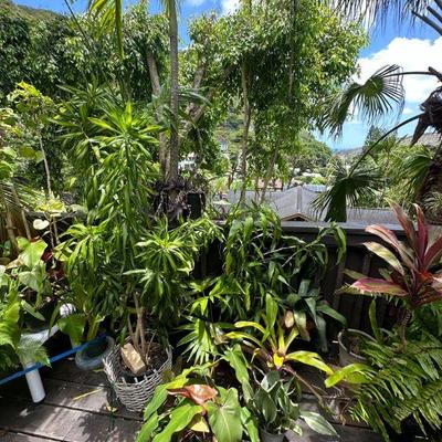PFG023 - Palm Tree, Bromelia, Bamboo, And Other Potted Plants 