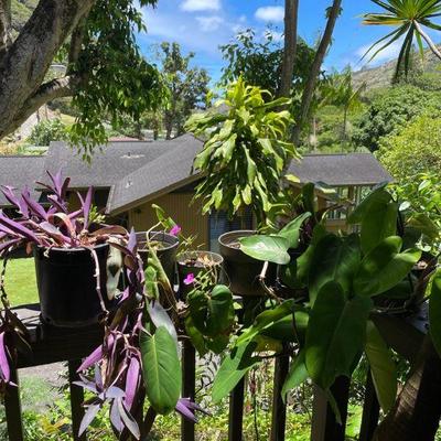 PFG089- Purple Heart, And Others 