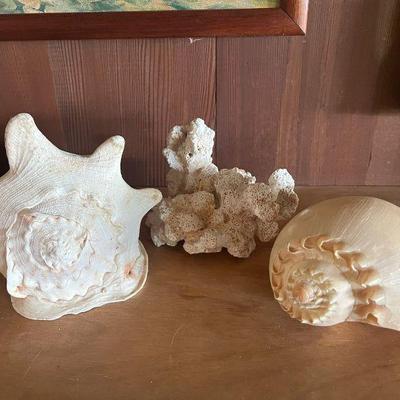 PFG134- Assorted Shells Including Conch Shells