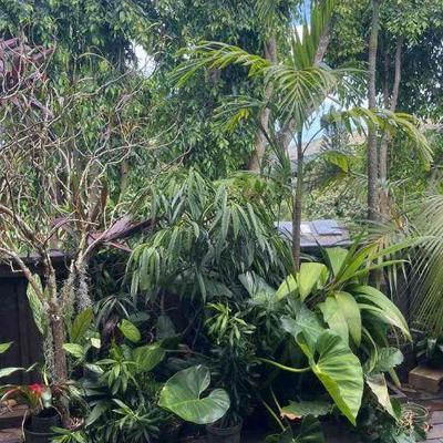 PFG015 Bromelia, Giant Philodendron, Anthurium, Assorted Plants 