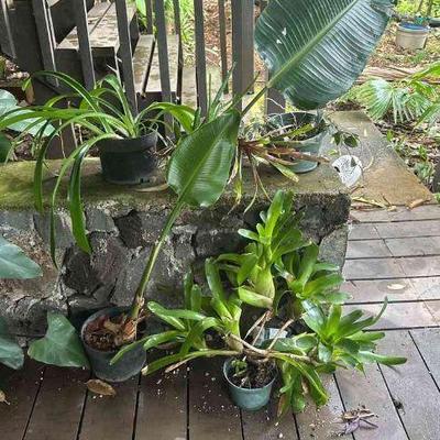 PFG066 - Bromelia, Aloe Vera, And Other Potted Plants