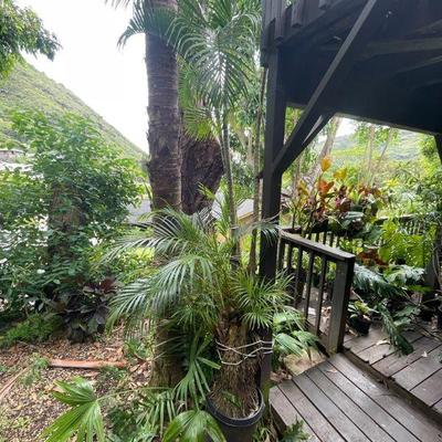 PFG048- Huge Palm Tree 