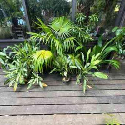 PFG002 - Fan Palm, Chinese Evergreen, And Others Potted Plants