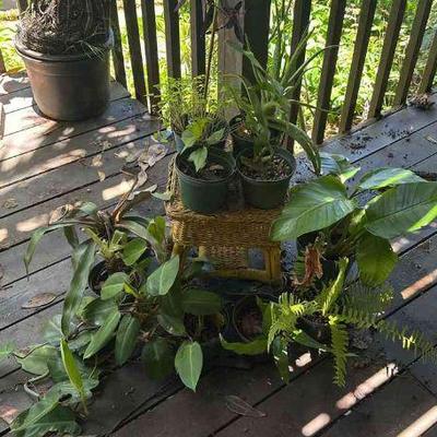 PFG087 - Aloe Vera, Philodendrons, And Other Potted Plants