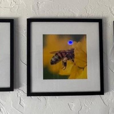 Bee framed photos