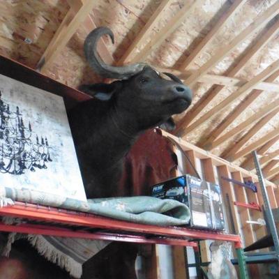 Waterbuffalo