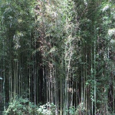 Bamboo -U cut it