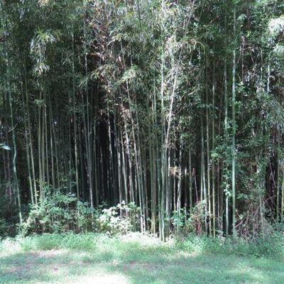 Bamboo YOU CUT IT $5 ea
