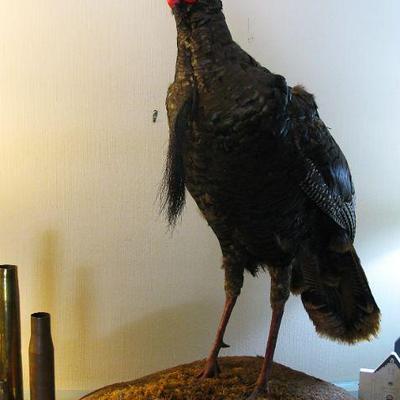 Full Body Turkey Taxidermy Mount