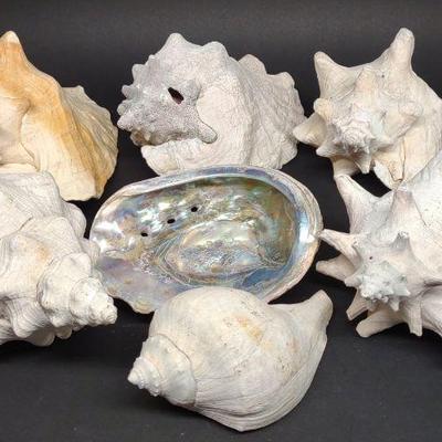 7 Large Conch Shells & Abalone Shell