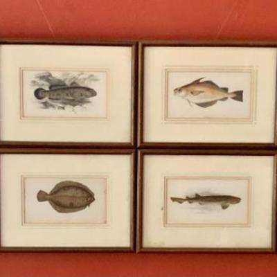 Zoology Fish Lithograph Prints