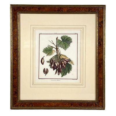 Botanical In Burl Frame | Cornichon Blanc [white grapes] Mag.d. Basseporte del. Eth. Haussard Sculp. With W. King Ambler label on verso....