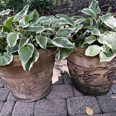 PLANTS AND PLANTERS