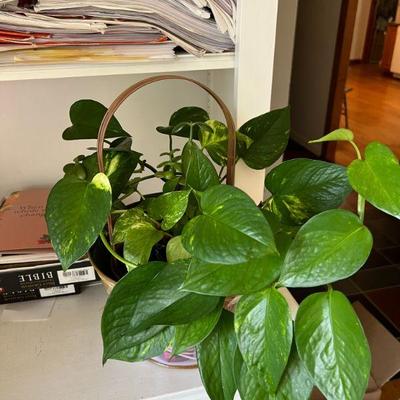 Living Pothos Plant $25