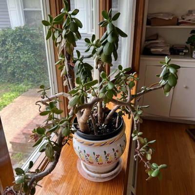 Living Jade Plant - Large, in need of TLC $35