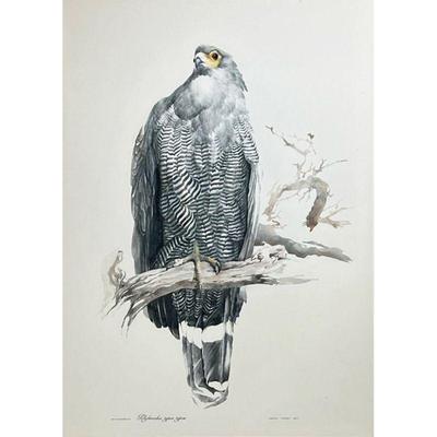 LEIGH VOIGT (1943-) SIGNED WATERCOLOR PAINTING | Polybroides typus typus. Watercolor on paper 17in x 24in. Signed bottom right â€œLeigh...