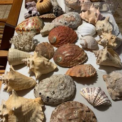 Very nice large and small size shell collection
