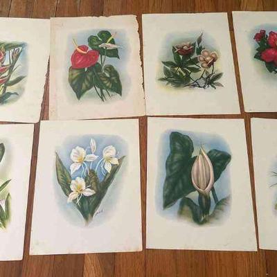 PCT072 - Eight Vintage Hawaii Flower Prints by Mund Ott? Ted Mundorff