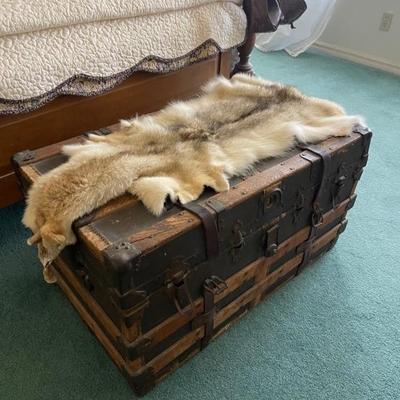 Old trunk
Coyote 