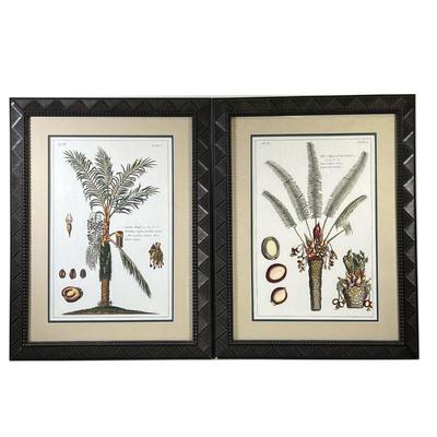 (2PC) PAIR PALM TREE PRINTS | Full color palm tree prints showing sliced cross- sections of the fruit with Latin labels in carved wood...