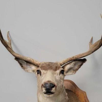 #637 â€¢ Deer Head Wall Mount
