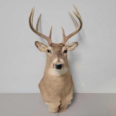 #635 â€¢ Deer Head Wall Mount
