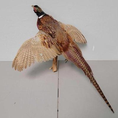 #640 â€¢ Bird On A Branch Wall Mount
