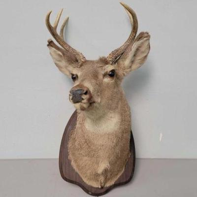 #638 â€¢ Deer Head Wall Mount
