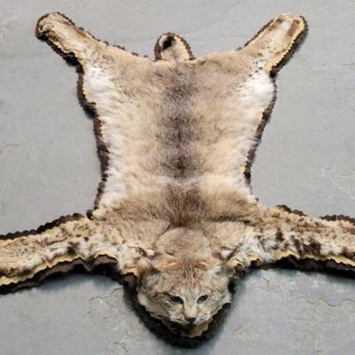 #631 â€¢ Bobcat Hide

