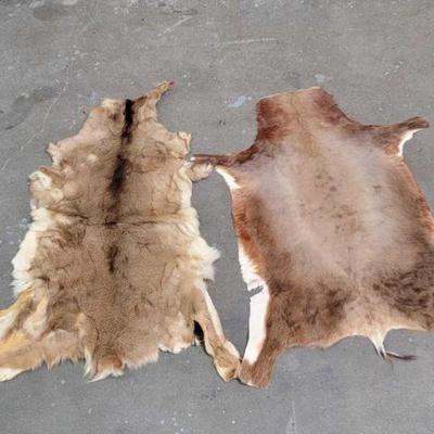 #626 â€¢ (2) Animal Hides
