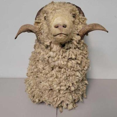 #634 â€¢ Sheep Head Wall Mount
