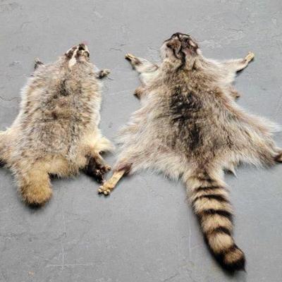 #629 â€¢ Animal Hide
