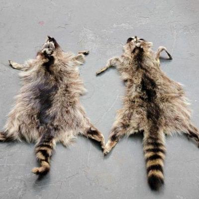 #627 â€¢ (2)Animal hides
