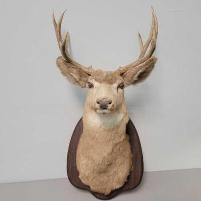 #636 â€¢ Deer Head Wall Mount
