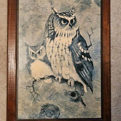 Owl Picture