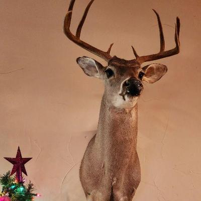 Taxidermy | Shoulder Mount Deer 