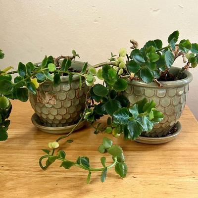 Kalanchoe Plants in Pretty Pots - in Southbridge, MA
