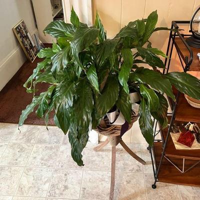Potted Plant with Plant Stand in Southbridge, MA