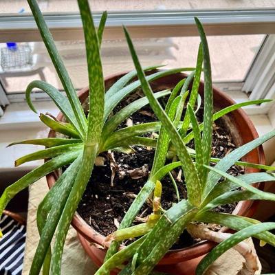 Aloe Plant in Southbridge, MA - Wellness & Healing