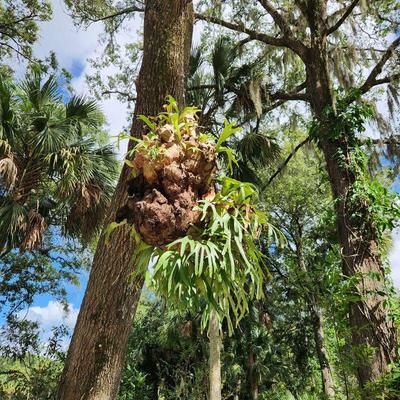 Staghorn 
Fern