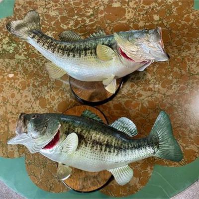 Lot 128   5 Bid(s)
2 Taxidermy Mounted Bass Fish