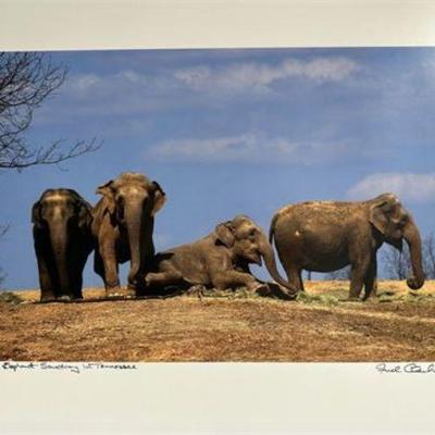 Lot 2   1 Bid(s)
Elephant Sanctuary Photo-Limited edition signed 16x20 by Fred Clarke.