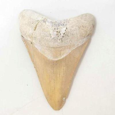#1802 â€¢ Large Shark Tooth