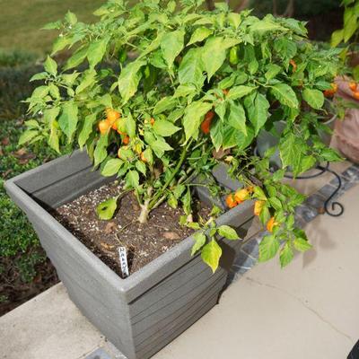 Planters with Peppers
