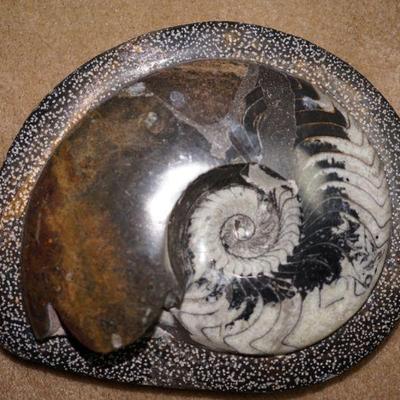 Ammonite Fossile ? stone