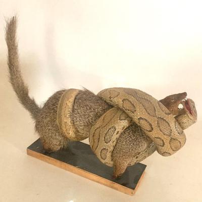 Mongoose and snake taxidermy