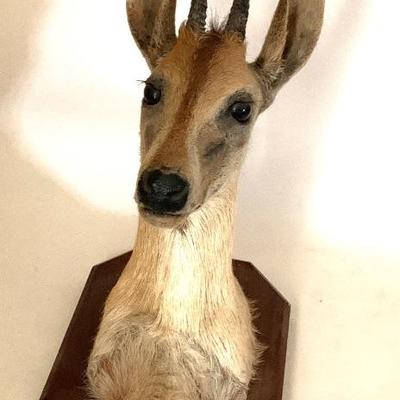 Duiker ( sm.-med. brown antelope found in sub-Sahara Africa  ht. 15â€