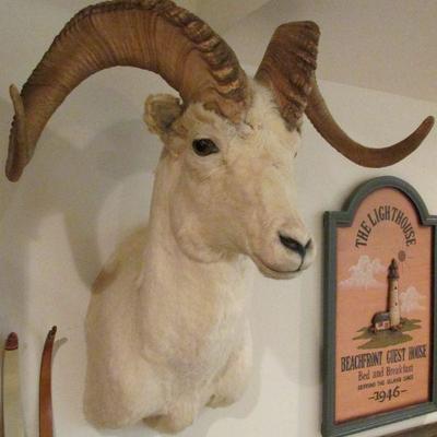 Taxidermy ram shoulder mount
