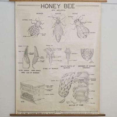 1316	HONEYBEE WALL CHART, NEW YORK SCIENTIFIC SUPPLY 1930, APPROXIMATELY 41 IN X 50 IN
