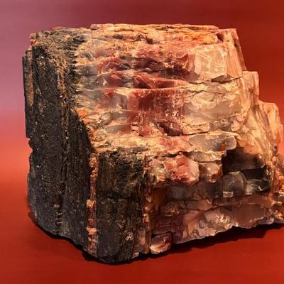 large piece of petrified wood